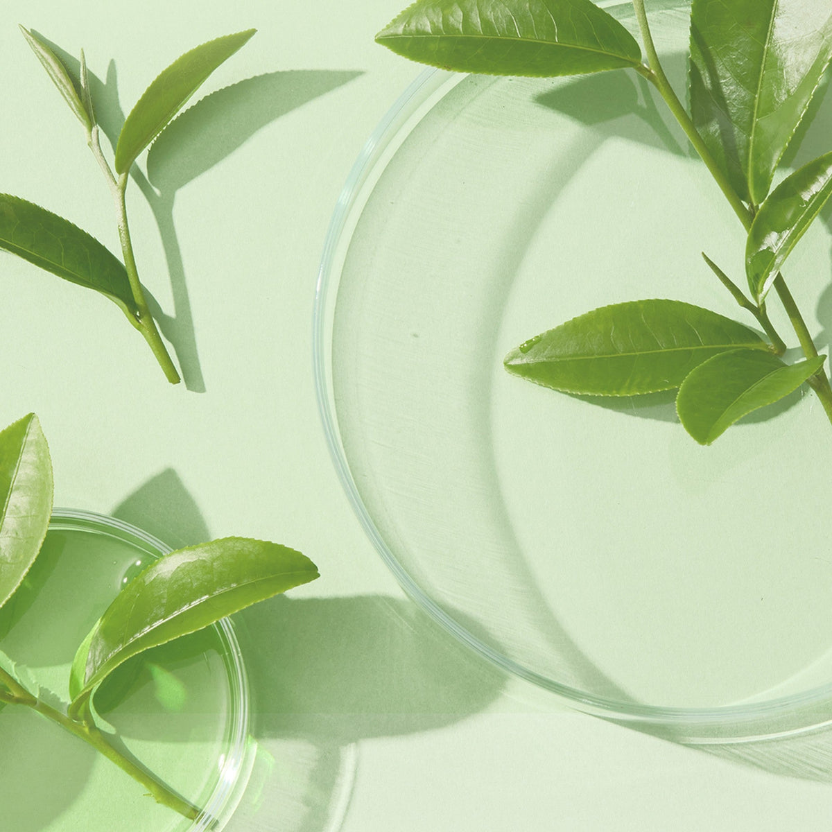 Gentle Vitamin C Serum de Dr. Althea, détail de l'étiquette du flacon
